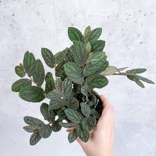 Image result for Pellaea doniana