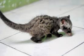 Menyaksikan bangunan atau rumah yang ambruk dalam mimpi tentu akan menimbulkan banyak pertanyaan dalam pikiran anda. Mengenal Musang Pandan Musang Beraroma Daun Pandan Yang Menggemaskan Kuya Hejo