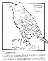 Make a coloring book with peregrine falcon for one click. Peregrine Falcon Coloring Pages