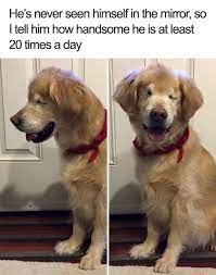 101 Best Funny Dog Memes He S Never Seen Himself In The Mirror So I Tell Him How Handsome He Is At Least 20 Times A Funny Dog Memes Dog Memes Cute Animals