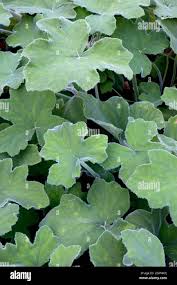 Image result for Pelargonium domesticum round-leaved bushy