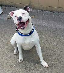 Maybe you would like to learn more about one of these? Diggy The Dog S Internet Fame Almost Cost Him His New Home The New York Times