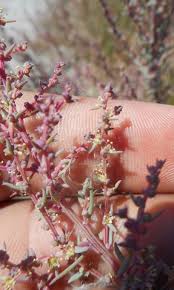 Image result for Suaeda plumosa