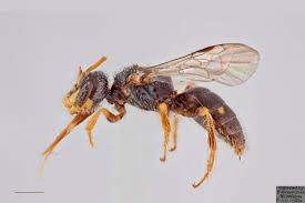 Image result for Isoglossa perdita