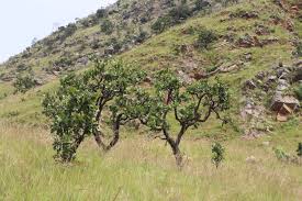 Image result for Faurea wentzeliana