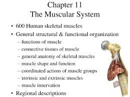 Simply match the number below to the number in the body images you see to the. Ppt Chapter 11 The Muscular System Powerpoint Presentation Free Download Id 58812