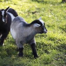 Homemade Milk Replacer For Goats Ehow Goats Baby Goats Feeding Goats