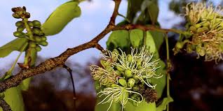 Image result for Brachystegia manga