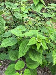 Image result for Barleria boehmii