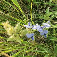 Image result for Crotalaria polysperma