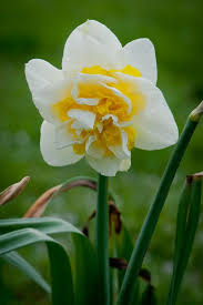 Narcissus Unique Daffodil Flower Spring Flowers Narcissus