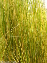 Image result for Poa binata