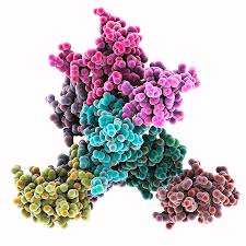 Image result for Pentadiplandra brazzeana