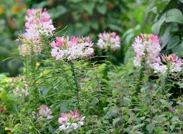 Image result for Cleome spinosa