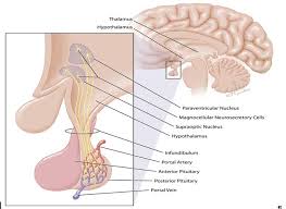 Identify the main muscles of the body, using the. The Posterior Pituitary Pathway Glowm