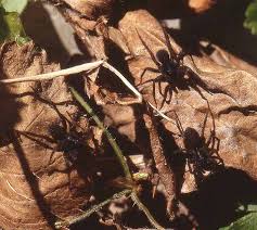 Lycos means wolf in greek. Spider Myths Wolf Wolf