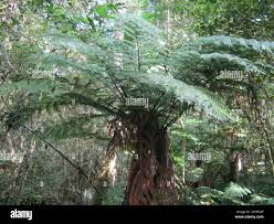 Image result for Cyathea capensis