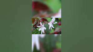 Image result for Impatiens bequaertii