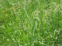 Image result for Panicum comorense