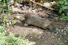 Mais le territoire indépendant est désormais confronté à plusieurs cas d'une maladie récemment découverte et transmise par les rats, rapporte. Maladie Du Rat La Leptospirose Une Menace Pour Les Jo 2024