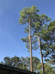 Removing Two 70 Foot Tall Pines Aboveandbeyondtreeservice Treecare Treeremoval Tree Care Tree Removal Tree Service