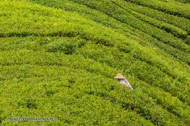 Homesteading is an autonomous lifestyle choice. Wallpaper Landscape People Hill Nature Building Sky Asian Hat Motorcycle Field House Hotel Green Blue Mist Resort Tea Malaysia Thailand Cloud Tree Animal Travel Leaf Mountain Flower Grassland Web Me Net