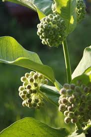 Image result for Asclepias graminifolia