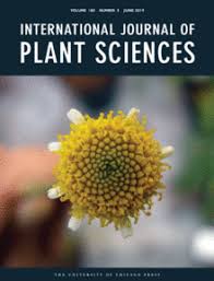 Image result for Anthospermum whyteanum