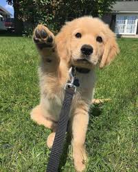 Nombre Perros Caracteristica Tienen 4 Patas Y Tienen Un Pelaje Largo Dependiendo Que Clase De Perro Sea Alim Puppies Funny Dog Personality Cute Baby Animals