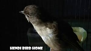 Scopri ricette, idee per la casa, consigli di stile e altre idee da provare. Download Burung Flamboyan Jantan Mp3 Mp4 3gp Flv Download Lagu Mp3 Gratis