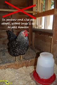 Epingle Sur Poules