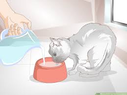 Since i brought him home 2 days ago, i have not seem him eat or drink. How To Tell If Your Cat Is Constipated 8 Steps With Pictures