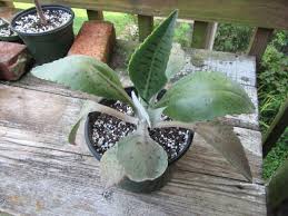 Image result for Kalanchoe gastonis-bonnieri