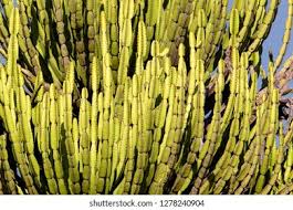 Image result for Euphorbia confinalis