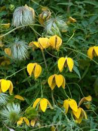 We did not find results for: Clematis Tangutica Bill Mackenzie Gold Waldrebe Bill Mackenzie