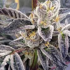 Damit ist die sorte ideal für den medizinischen einsatz und für den konsum als freizeitdroge. Sour Cup Cookies By Dank Genetics