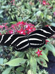 Image result for Pentas longiflora