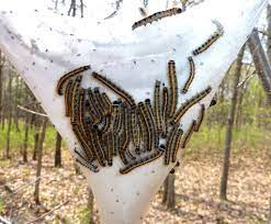 Pay your cook's pest control bill online with doxo, pay with a credit card, debit card, or direct from your bank account. How To Get Rid Of Bagworms In Atlanta Ga Arbor Nomics Bag Worms Green Pest Control Pest Control Mice