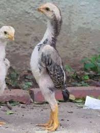 Agen Sabung Ayam Online Clik Images For More Information Hewan Lucu Binatang Ayam Jantan