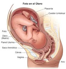 Bildergebnis für bebe en el utero