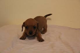 Maybe you would like to learn more about one of these? Miniature Dachshund Puppies For Sale Colorado Springs Co 200460
