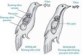 Reflek bernapas ini diatur oleh pusat pernapasan yang terletak di dalam sumsum penyambung (medulla oblongata). Pengertian Istilah Contoh Inspirasi Dan Ekspirasi Sistem Pernapasan Manusia Bospedia