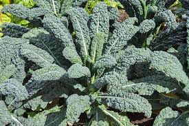 We did not find results for: How To Harvest Kale Gardener S Path