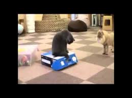 British Voice Over For One Cat Trapping The Other In A Box So Funny Cat Work Cat Traps Funny Animals