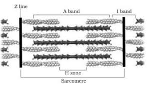 Match column i with column ii: Draw The Diagram Of A Sarcomere Of Skeletal Muscle Showing Different Regions From Biology Locomotion And Movement Class 11 Punjab Board