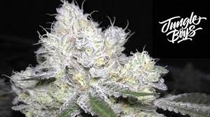 Wedding cake is an intense strain that can help to temporarily alleviate pain, anxiety, and depression. Jungle Boys Wedding Cake Strain Review Youtube