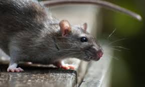 Excellent very good average poor terrible. Top 3 Best Pest Exterminators In Peoria Il Angi