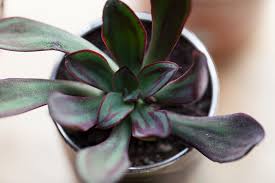 Painted Echevaria Echeveria Nodulosa Baker In My Window Nbsp Succulents Succulent Care Planting Succulents Indoors