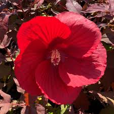 Image result for Hibiscus Red 2015 Vito