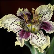 Image result for Ferraria